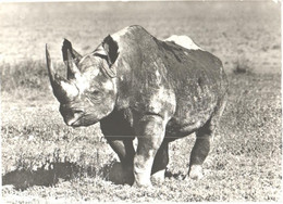 Walking Rhinoceros - Neushoorn