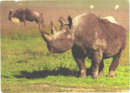 Walking Rhinoceros - Rhinocéros