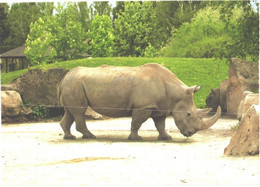 Walking Rhinoceros In Zoo - Rhinocéros