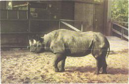 Walking Rhinoceros In Zoo - Rhinozeros