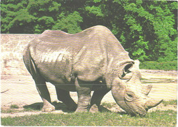 Walking Rhinoceros In Zoo, Diceros Bicornis - Rhinozeros