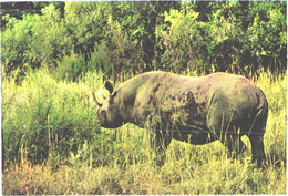 Walking Rhinoceros - Neushoorn