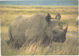 Walking Rhinoceros In Ngorongoro Crater - Rhinocéros