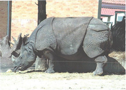 Rhinoceros In Zoo - Rhinoceros