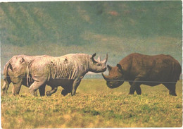 Walking Rhinoceroses In Ngorongoro Crater - Neushoorn