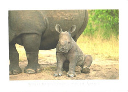 South Africa:White Rhinoceros With Son - Rhinocéros