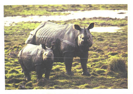 Rhinoceros With Son, Rhinoceros Unicornis - Rhinoceros