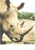 Poland:Katowice, Rhinoceros, Ceratotherium Simum - Rhinoceros