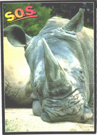 Sleeping Rhinoceros - Rhinocéros