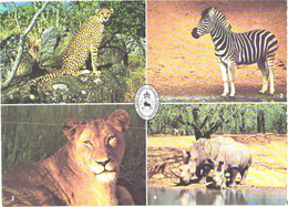 Rhinoceroses Near Water, Cheetah, Lion, Zebra - Rhinocéros