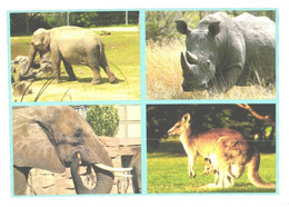Rhinoceros, Elephants, Kangaroo - Neushoorn