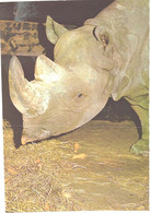 Black Rhinoceros, Diceros Bicornis, Large Size Postcard, 1989 - Rinoceronte