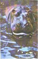 Hippopotamus In Water, 1973 - Hippopotamuses