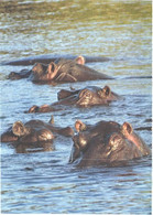 Hippopotamuses In Water - Hippopotames