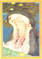 Yawning Hippopotamus, Hippopotamus Amphibius - Ippopotami