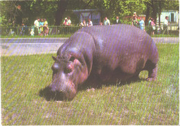 Eating Hippopotamus, 1972 - Hippopotamuses