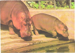 Hippopotamuses Near Water - Ippopotami