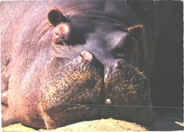 Sleeping Hippopotamus, H.amphibius - Ippopotami