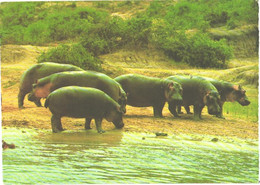 Hippopotamuses Near River - Ippopotami
