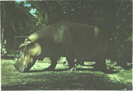 Hippopotamus In Zoo, Hippopotamo Amphibius - Ippopotami