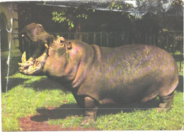 Yawning Hippopotamus, Hippopotamus Amphibius - Hippopotamuses