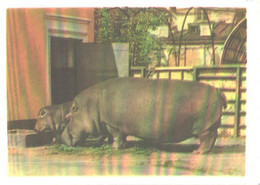 Hippopotamuses In Zoo - Ippopotami