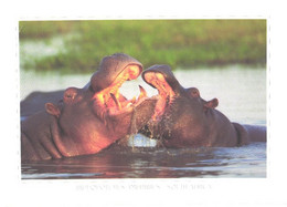 South Africa:Hippopotamus Amphibius, Clash Of The Titans - Ippopotami