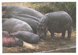Hippopotamus Amphibius At Rest - Hippopotamuses