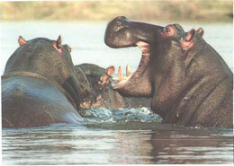 Hippopotamuses In Water - Hippopotamuses