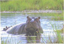 Hippopotamus In Water - Hippopotamuses