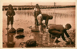 33 * Arcachon - Arcachon