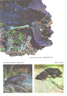 Turtles, Emys Orbicularis, Hydromedusa Tecifera, Chelys Fimbriatus, 1989 - Turtles