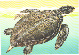 Swimming Turtle, Caretta Caretta - Schildkröten