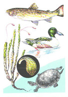 Z,Vorontsova:Turtle, Duck, Fish, 1985 - Turtles