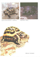 Turtles, Gopherus Polyphenus, Pyxis Arachnoides, Agrionemis Horsfieldi, Testuda Graeca, 1989 - Schildkröten