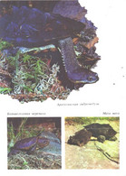 Turtles, Emys Orbicularis, Platysternon Megacephalum, Hydromedusa Tecifera, Chelys Fimbriatus, 1989 - Schildkröten