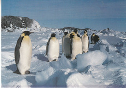 British Antarctic Territory (BAT) Postcard Emperor Penguins At Cape Royds Ca Rothera 24 FE 87 (53187C) - Lettres & Documents