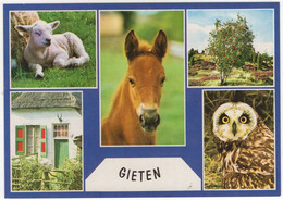 Gieten - Uil, Veulen, Lam - (Drenthe, Holland) - Gieten