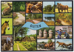 Gieten - Bos, Vos, Paarden, Boer, Melkbussen Etc. - (Drenthe, Holland) - Gieten