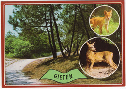 Gieten - Vos En Ree - Bos - (Drenthe, Holland) - Gieten