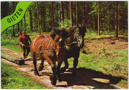 Gieten - Bosbeheer Mbv 2 Paarden - (Drenthe, Holland) - Gieten