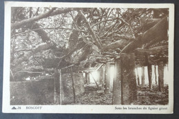 CPA 29 ROSCOFF - Sous Les Branches Du Figuier Géant-  CAP 34 - Réf. C 269 - Roscoff