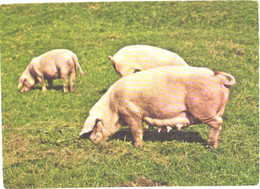 Eating Pigs - Schweine