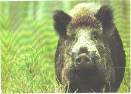Looking Boar, Pig - Maiali