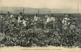 Magalas * Domaine De St Martin D'agel * Les Vendanges * Vignoble Vin * Viticulteur Vendangeurs Viticole - Other & Unclassified