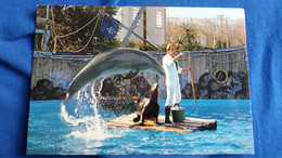 CPSM MARINELAND ANTIBES ROUTE DE BIOT 06 DAUPHIN OTARIE DRESSEUR  ACROBATIES FIGURES ED REP 153 - Dolphins