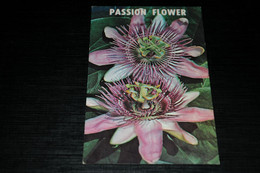 29691-                     THE PASSION FLOWER, FLOWERS FLEURS  BLUMEN  BLOEMEN - Flowers