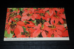 29696-                    POINSETTIA BLOSSOM TIME IN SUNNY FLORIDA, FLOWERS FLEURS  BLUMEN  BLOEMEN / PETERSON - Flowers