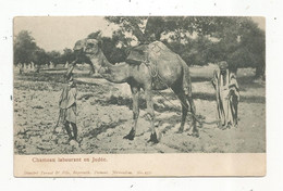 Cp, PALESTINE , JUDEE , Agriculture , Chameau Labourant , Culture ,écrite 1919 ,Union Postale Universelle - Palestina