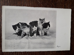 L37/320 CARTE PHOTO CHATS SIGNEE BEGRO - Cats